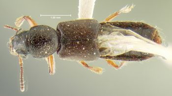 Media type: image;   Entomology 24063 Aspect: habitus dorsal view